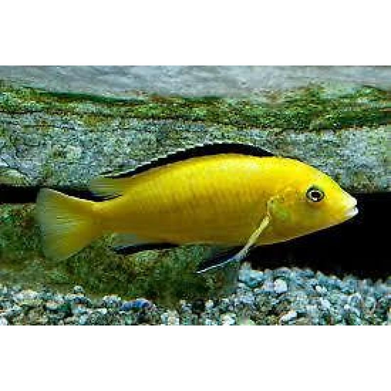 Malawi cichlids
