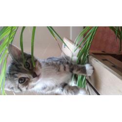 BEAUTIFUL KITTEN AT NINE WEEKS OLD