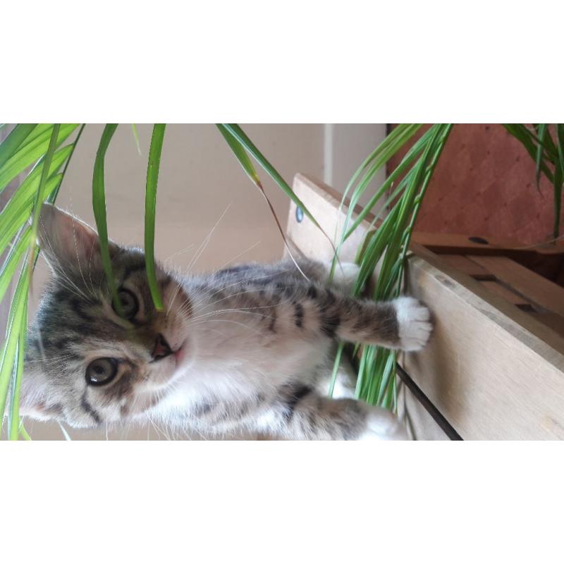 BEAUTIFUL KITTEN AT NINE WEEKS OLD