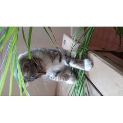 BEAUTIFUL KITTEN AT NINE WEEKS OLD