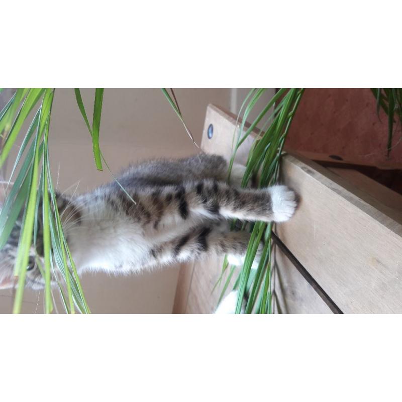 BEAUTIFUL KITTEN AT NINE WEEKS OLD