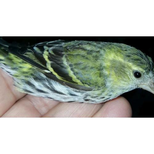 Siskin
