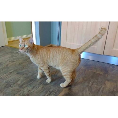 Ginger Cat Missing in Poundbury Dorchester