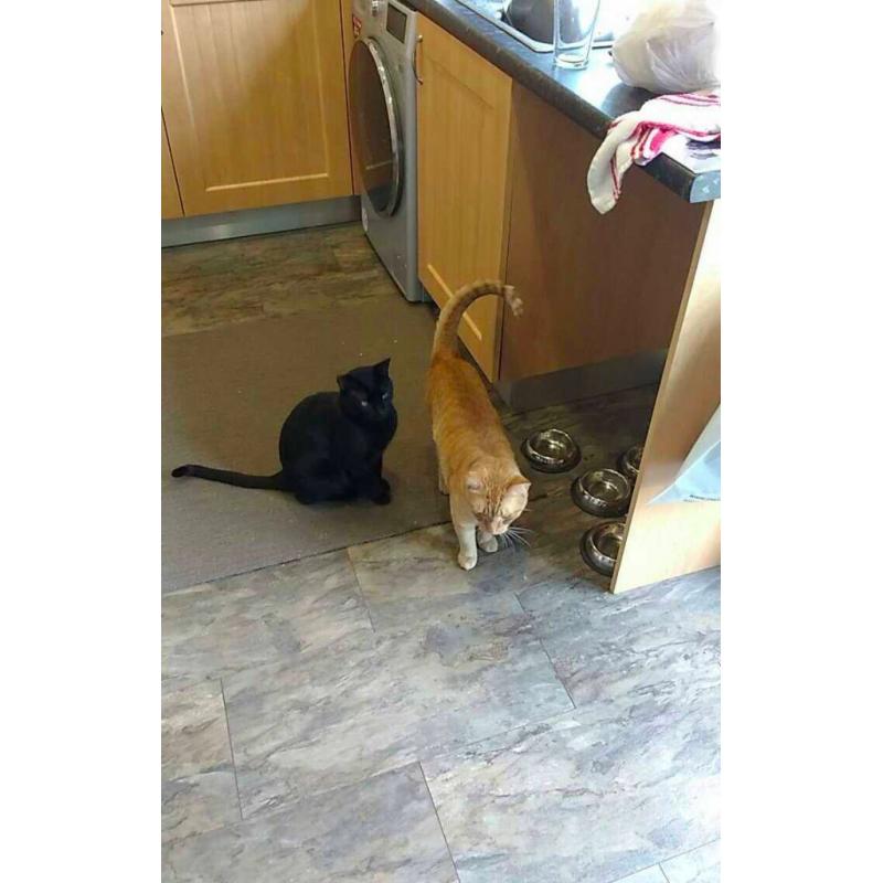 Ginger Cat Missing in Poundbury Dorchester