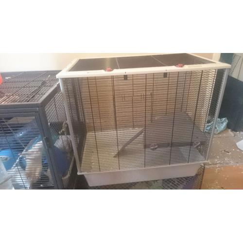 Furet plus cage rat, ferret