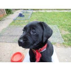 LABRADOR PUPPIES