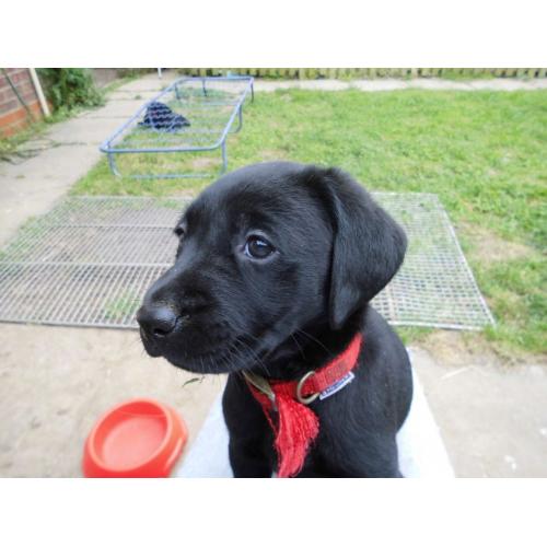 LABRADOR PUPPIES