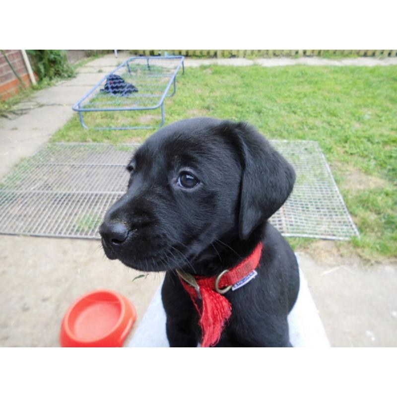 LABRADOR PUPPIES