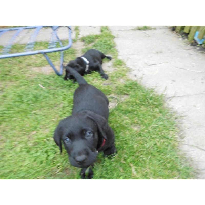 LABRADOR PUPPIES