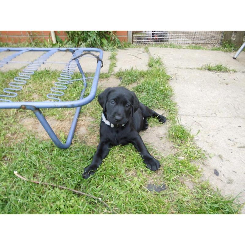 LABRADOR PUPPIES