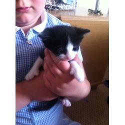 Beautiful kittens for sale, to good loving homes only.