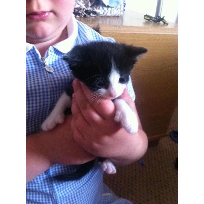 Beautiful kittens for sale, to good loving homes only.