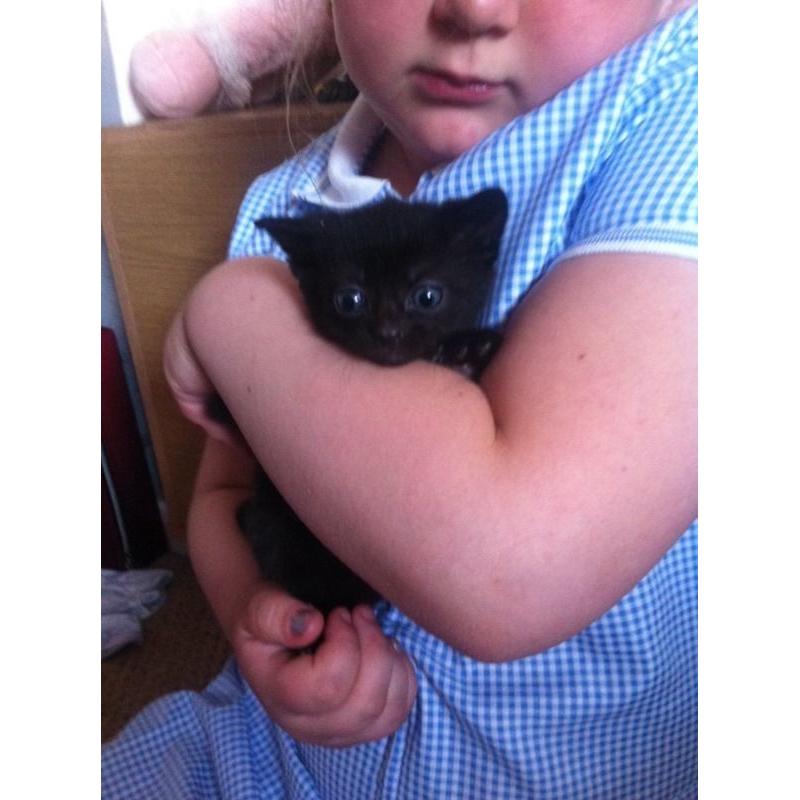 Beautiful kittens for sale, to good loving homes only.