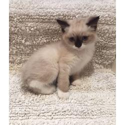Ragdoll kitten
