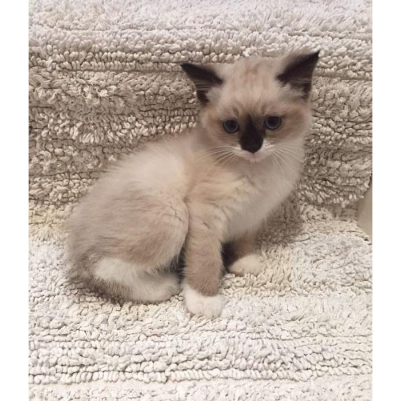 Ragdoll kitten