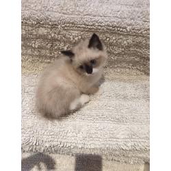 Ragdoll kitten
