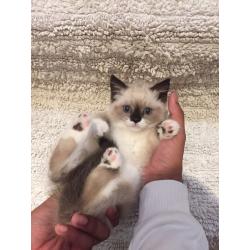Ragdoll kitten