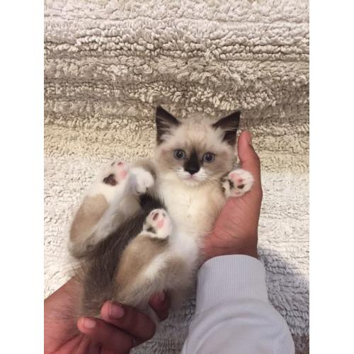 Ragdoll kitten