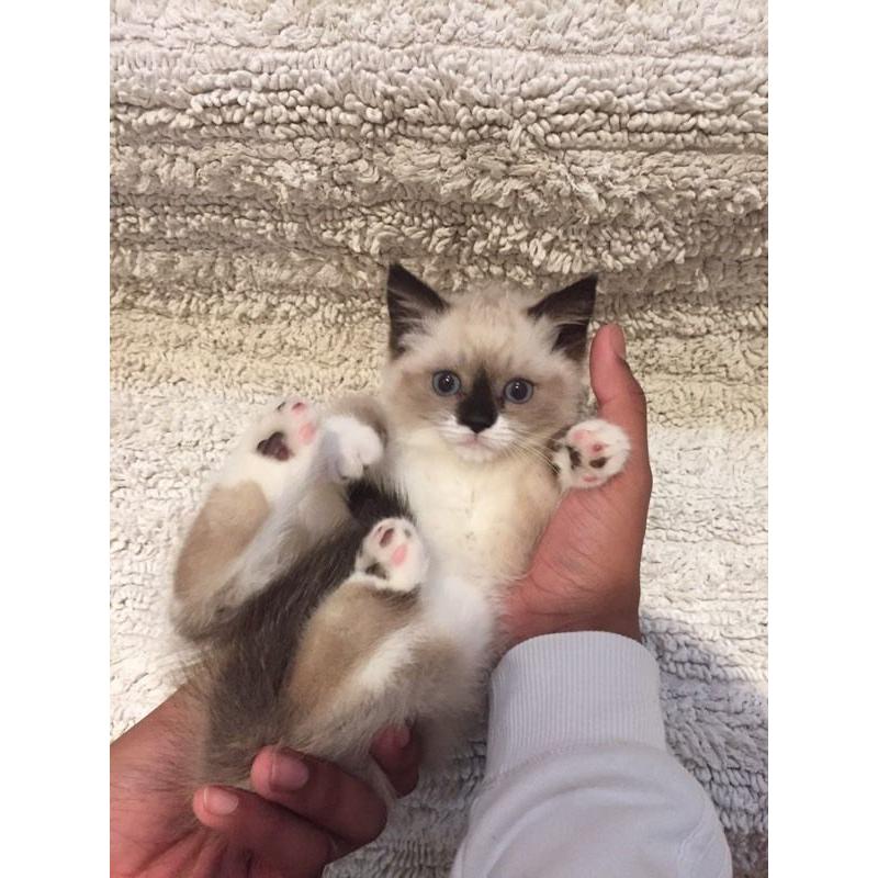 Ragdoll kitten