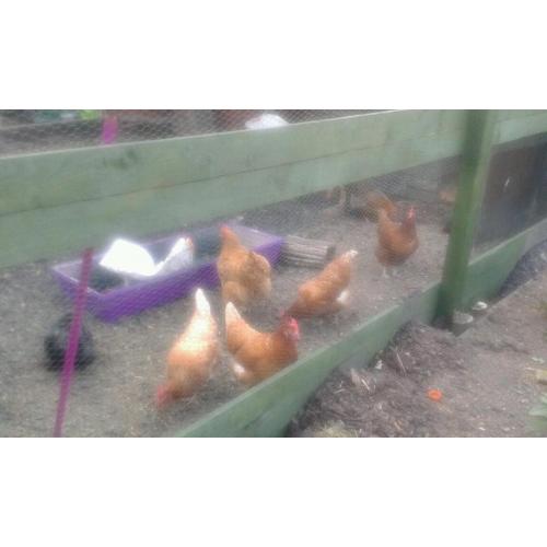 Chickens for sale