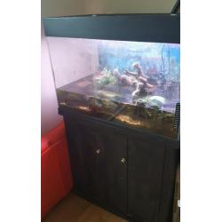 Turtle / fish tank aquarium with 2 musk turtles