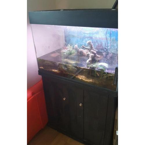 Turtle / fish tank aquarium with 2 musk turtles