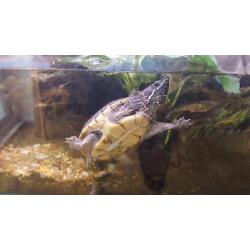 Turtle / fish tank aquarium with 2 musk turtles