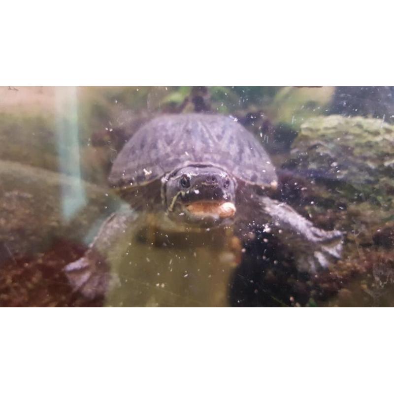 Turtle / fish tank aquarium with 2 musk turtles