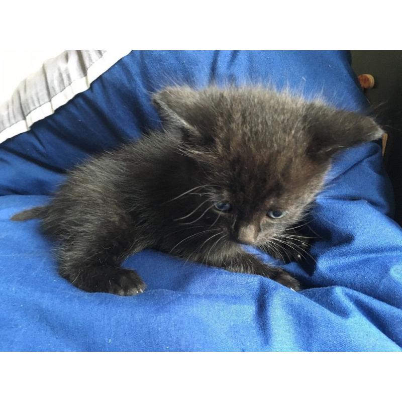 Night fury kitten looking for new caring and kind hands