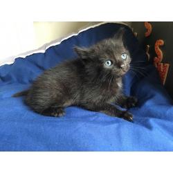 Night fury kitten looking for new caring and kind hands