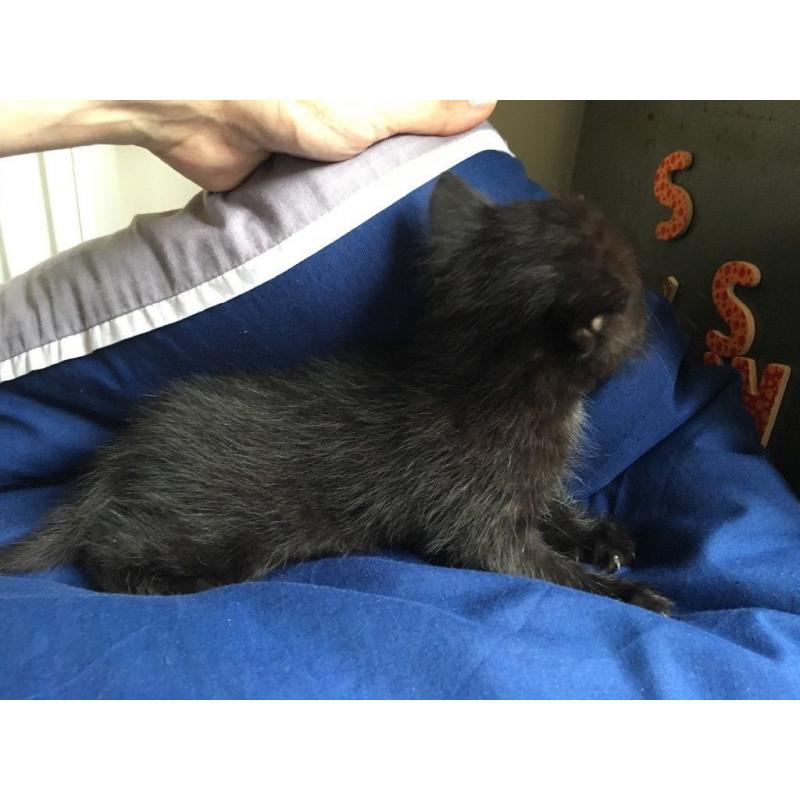 Night fury kitten looking for new caring and kind hands