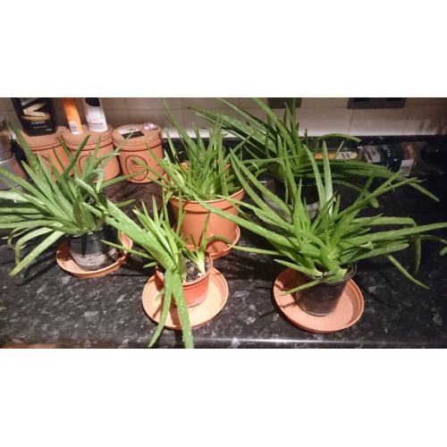 Aloe Vera plants