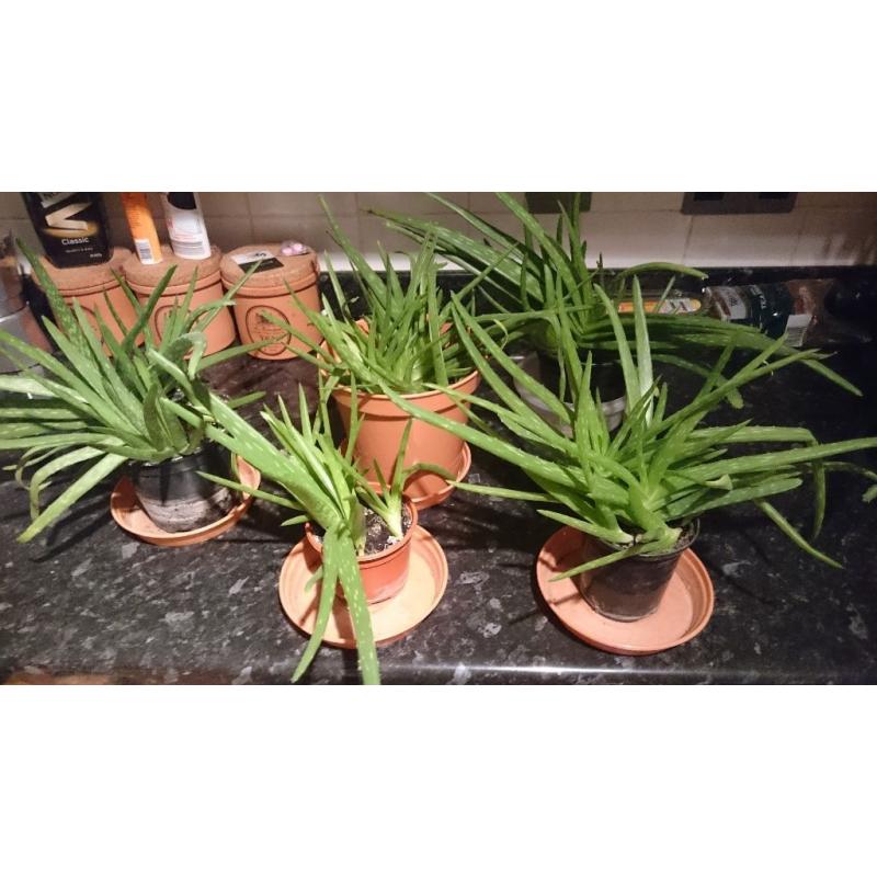 Aloe Vera plants