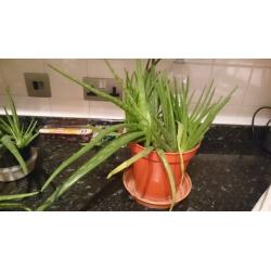 Aloe Vera plants