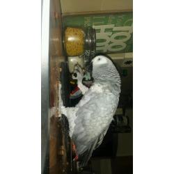 African grey parrot