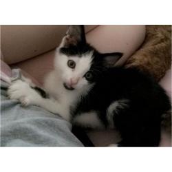 Two kittens