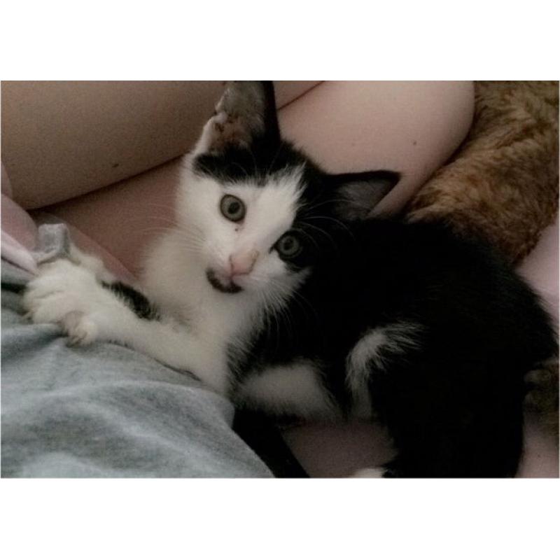 Two kittens