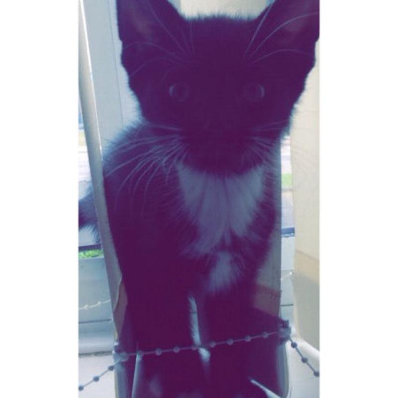Two kittens