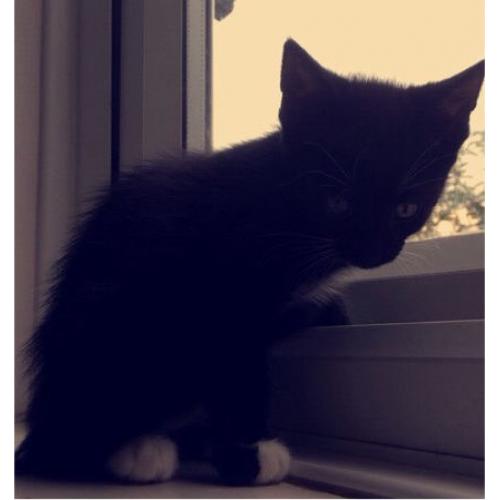 Two kittens