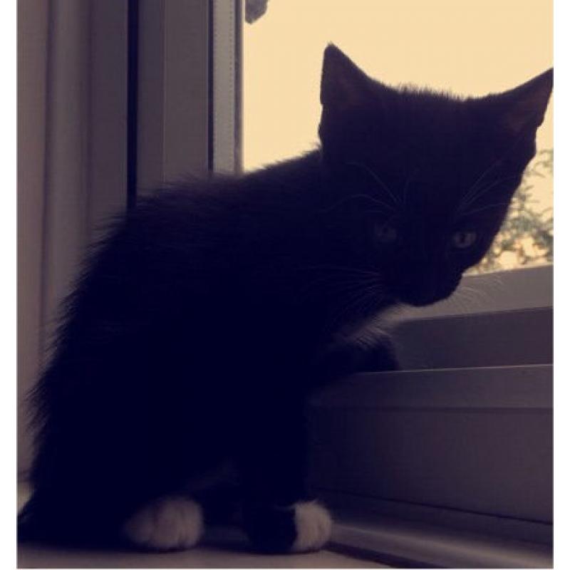 Two kittens
