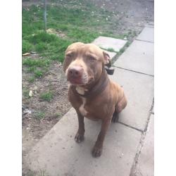 beautiful Lab x staff good home needed