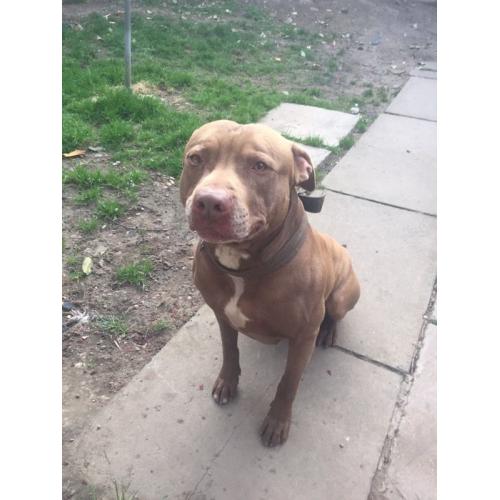beautiful Lab x staff good home needed