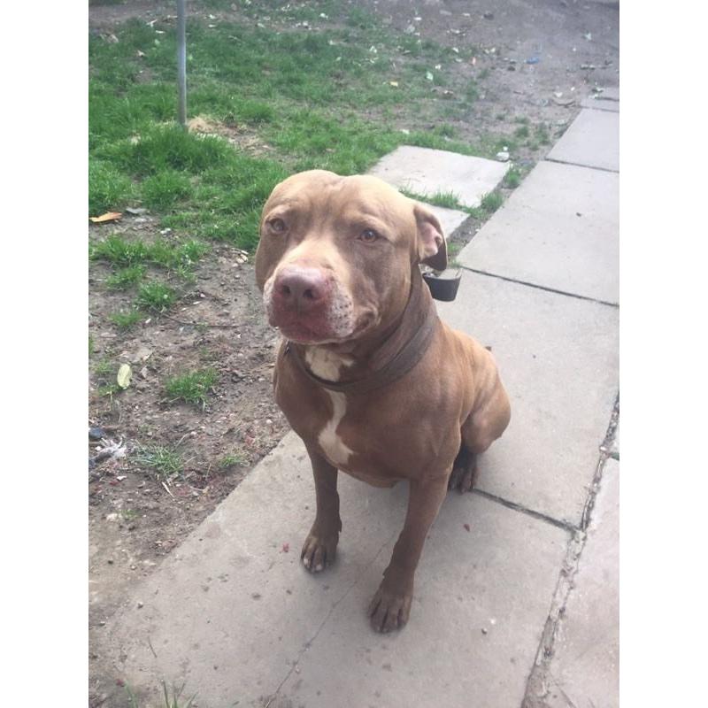 beautiful Lab x staff good home needed