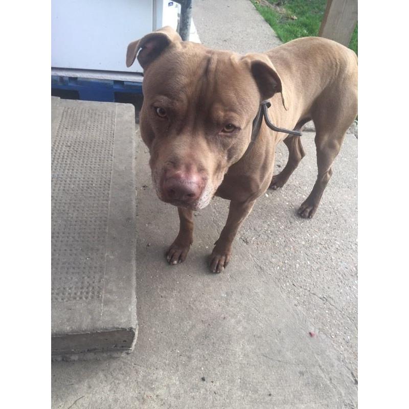 beautiful Lab x staff good home needed