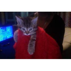 5 Stunning Kittens Ready To Be Re-Homed BY TONIGHT *URGENTLY*