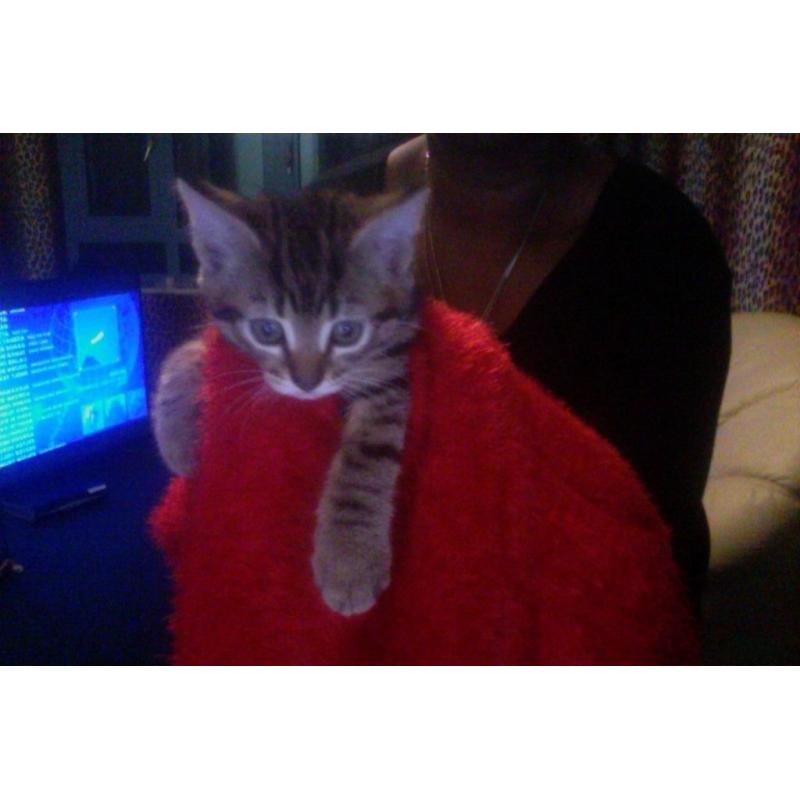 5 Stunning Kittens Ready To Be Re-Homed BY TONIGHT *URGENTLY*