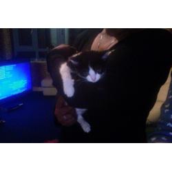 5 Stunning Kittens Ready To Be Re-Homed BY TONIGHT *URGENTLY*