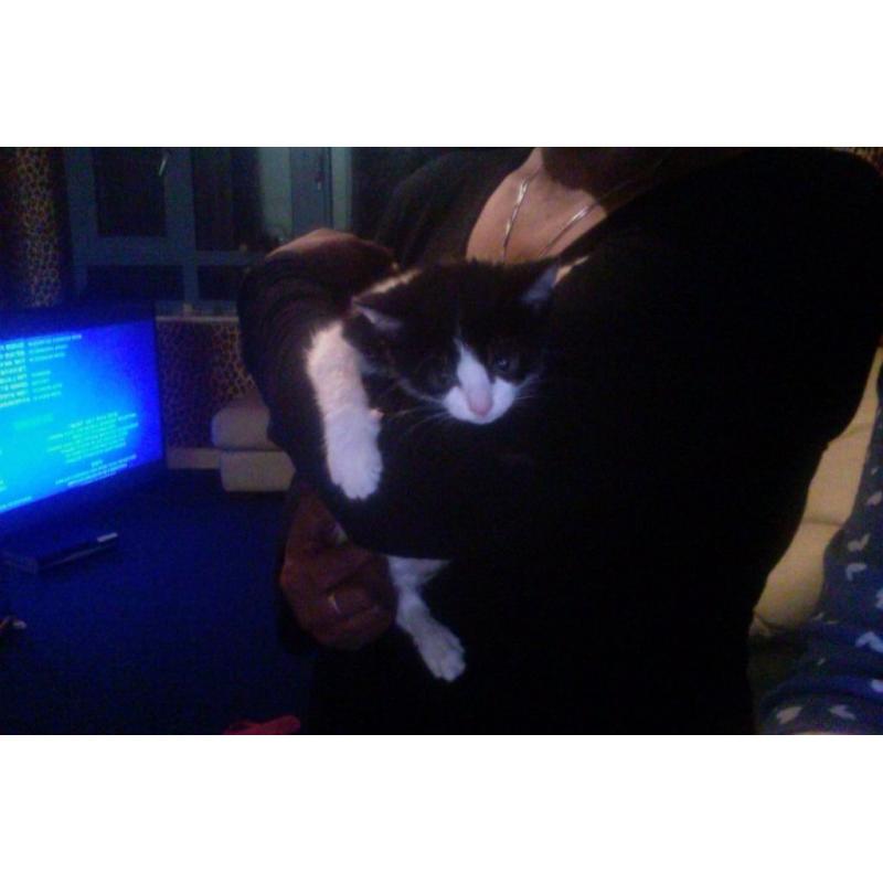 5 Stunning Kittens Ready To Be Re-Homed BY TONIGHT *URGENTLY*