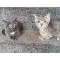 2 BRITISH BLUE KITTENS FOR SALE (READY NOW )