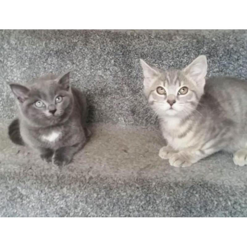 2 BRITISH BLUE KITTENS FOR SALE (READY NOW )